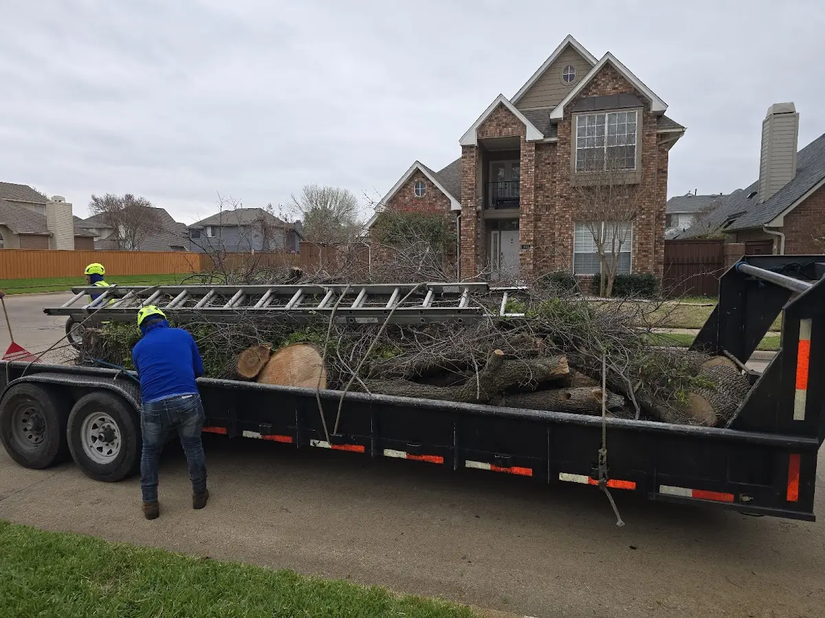Expert Tree Removal with proper safety equipment in Alma